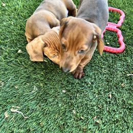 Dachshund Puppies from Mighty little dachshunds