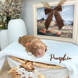 Pumpkin - Caramel female Australian Labradoodle puppy in Palmdale, California from Heavenly Doodles