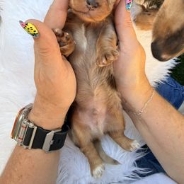Dachshund Puppies from Collier Dachshunds