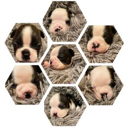 Boston Terrier Puppies from Candied Bostons