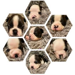 Boston Terrier Puppies from Candied Bostons