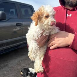 Goldie - Cream female Aussiedoodle puppy in Hopkins, Missouri from Mowry Creek Mini Aussiedoodles and More