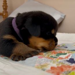 Female 1 - Black and mahogany female Rottweiler puppy in Hurdle Mills, North Carolina from Von Haenn Rottweilers