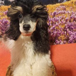 Dreamer - Poodle