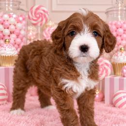 Cherry - Red  female Goldendoodle puppy in Yuciapa, California from AlltheDoodlez_