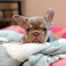 ROWEN 4500 - Tricolors male French Bulldog puppy in Blue Ridge, Texas from Beason’s HomeGrown Frenchies