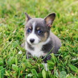 Pembroke Welsh Corgi Puppies from Sunny Acres Corgis