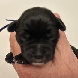 Apollo - Black male Miniature Schnauzer puppy in Newburgh, Indiana from Lakehouse Miniature Schnauzers of Southern Indiana