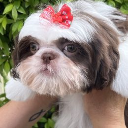 Shih Tzu Puppies from Mayra’s Shih Tzus