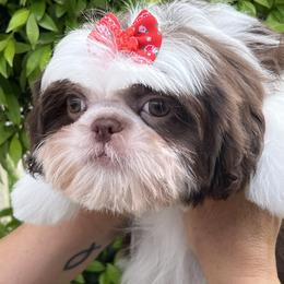 Shih Tzu Puppies from Mayra’s Shih Tzus