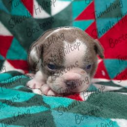 Bingo - Lilac female Boston Terrier puppy in Millers Creek, North Carolina from Tumbling Shoals Hilltop Bostons