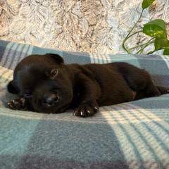 Black Collar Female - Black and white female Staffordshire Bull Terrier puppy in Princeton, Minnesota from Thor’s Beagles & Maha’s Staffy