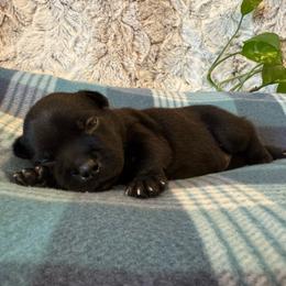 Black Collar Female - Black and white female Staffordshire Bull Terrier puppy in Princeton, Minnesota from Thor’s Beagles & Maha’s Staffy