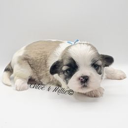 Brindle and White Female - Teal Collar - Brindle and white female Shih Tzu puppy in Crawfordsville, Indiana from Swaying Sycamore Farm