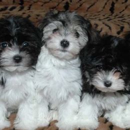 Havanese from Teodoro Havanese