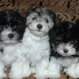 Havanese from Teodoro Havanese