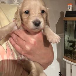 Nelly purple collar female - Cream female Dachshund puppy in Trade, Tennessee from TN Miniature Dachshunds & Basset Hounds