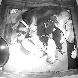 Bloodhound Puppies from Heritage Hounds
