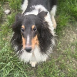 Ceecee - Shetland Sheepdog