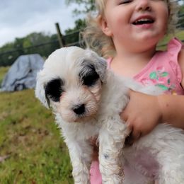 Portuguese Water Dog Puppies from Autumn Branch Farm Portuguese Water Dogs