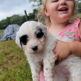 Portuguese Water Dog Puppies from Autumn Branch Farm Portuguese Water Dogs