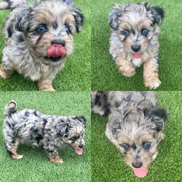 Aussiedoodle and Australian Shepherd Puppies from Legacy Farm