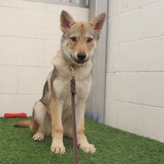 Czechoslovakian Vlcak Puppies from Acting K9 Services