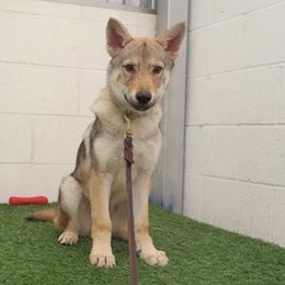 Czechoslovakian Vlcak Puppies from Acting K9 Services