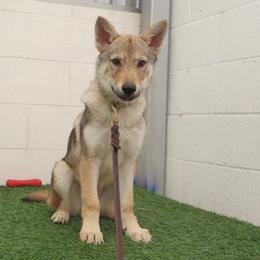 Czechoslovakian Vlcak Puppies from Acting K9 Services