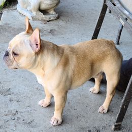 French Bulldog All Grown Up from Southern Domination Bulldogs