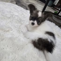 Aster - Red white and sable female Papillon puppy in Hollister, Missouri from Swan Creek Kennel