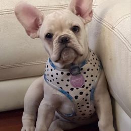 Charlie Jr - Cream male French Bulldog puppy in Clayton, California from Frenchie Luvbugs
