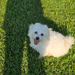 Female 1 - White female Bichon Frise puppy in Four Oaks, North Carolina from .Havenkennels.Net