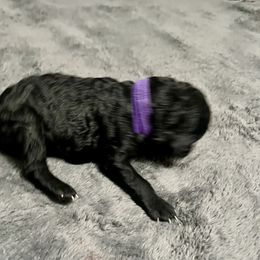 Purple girl - Silver female Poodle puppy in East Wenatchee, Washington from Stylish Standards