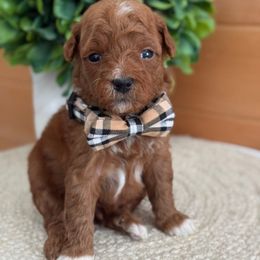 D-Orange Boy - Red  male Goldendoodle puppy in Lewisville, Texas from Texas Goldendoodle Lovers