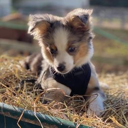 Miniature Australian Shepherds from Little Valley Aussies