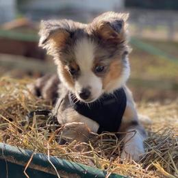 Miniature Australian Shepherds from Little Valley Aussies