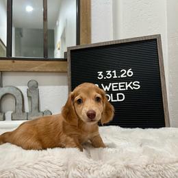 Itchy calf - Dapple male Dachshund puppy in Goodyear, Arizona from AZ Low Life Doxies