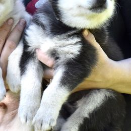 Pomsky and Siberian Husky Puppies from Blacktail Mountain Pomskies