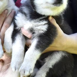 Pomsky and Siberian Husky Puppies from Blacktail Mountain Pomskies