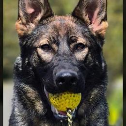 Saga - German Shepherd