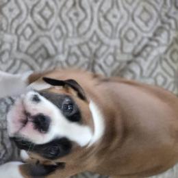 Boxer Puppies from Fleming Pups