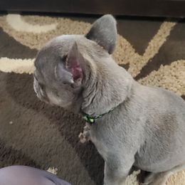 French Bulldog Puppies from Basket of love bulldogs
