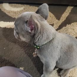 French Bulldog Puppies from Basket of love bulldogs