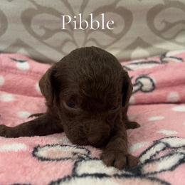 Boy 5- Pibble - Brown male Poodle puppy in St Augustine, Florida from St Augustine Poodles