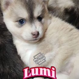 Lumi - Blue Wolf Sable - Female - Blue female Pomsky puppy in Hurleyville, New York from My Crazy Pomskys