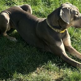 Sage - Great Dane