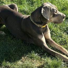 Sage - Great Dane