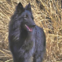 Finley - Black male Belgian Tervuren puppy in South Point, Ohio from Aftershock Belgians