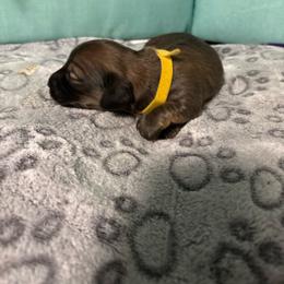 Yellow girl - Wild boar female Dachshund puppy in Live Oak, Florida from The Weenie Herd Mom